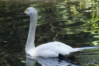 Cygnus columbianus bewickii - Bewickis Zwergschwan (Zwergschwan)